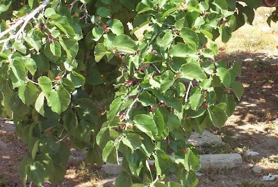 Common Mulberry Common Mulberry