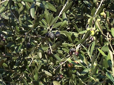 African olive African olive