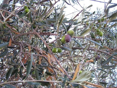 African olive African olive
