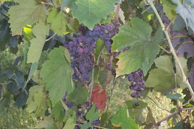 Echter Weinstock