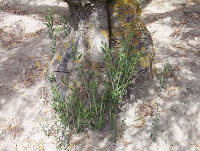 African olive African olive
