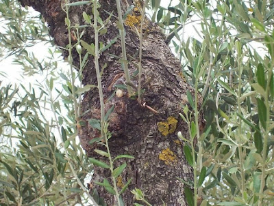 African olive African olive