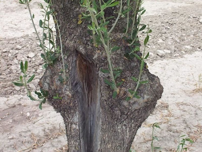 African olive African olive