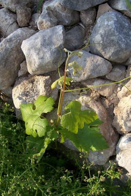 Echter Weinstock