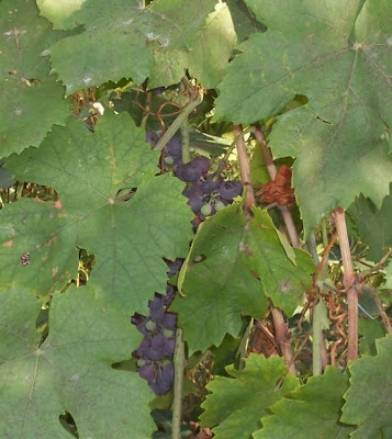 Echter Weinstock