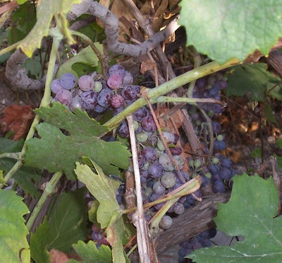 Echter Weinstock