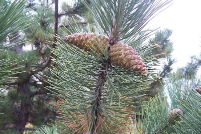 Corsican pine Corsican pine