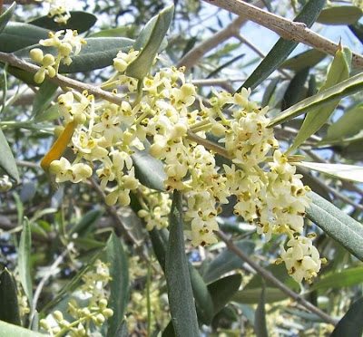 Olive Olive