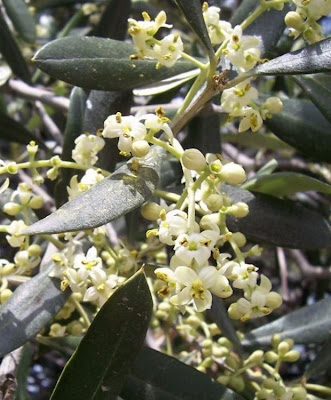 Olive Olive