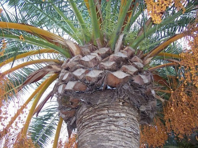 Tamareira-das-Can�rias