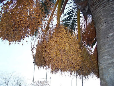 Canary Palm Canary Palm