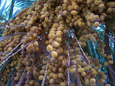 Canary Palm Canary Palm