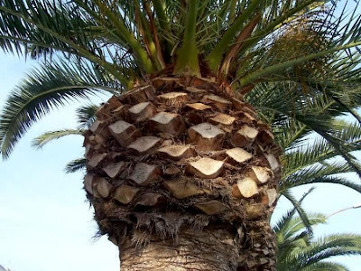 Canary Palm Canary Palm