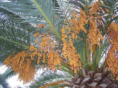 Canary Palm Canary Palm