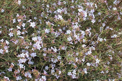 European plumbago