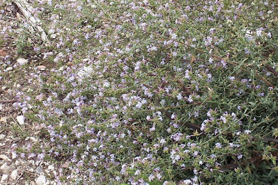 European plumbago