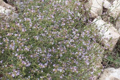European plumbago