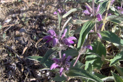 Salvione roseo