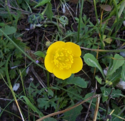 Ranunculus flabellatus,
Ranuncolo paludoso,
Water Yellow Crowfoot