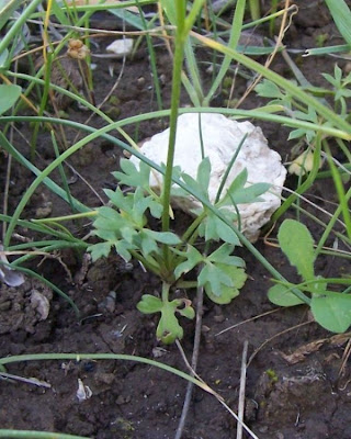 Ranunculus flabellatus,
Ranuncolo paludoso,
Water Yellow Crowfoot