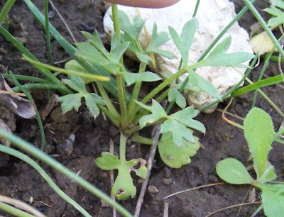 Ranunculus flabellatus,
Ranuncolo paludoso,
Water Yellow Crowfoot