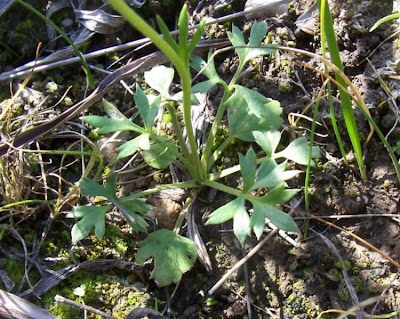 Ranunculus flabellatus,
Ranuncolo paludoso,
Water Yellow Crowfoot