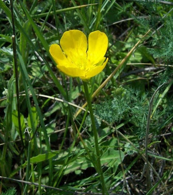 Ranunculus flabellatus,
Ranuncolo paludoso,
Water Yellow Crowfoot