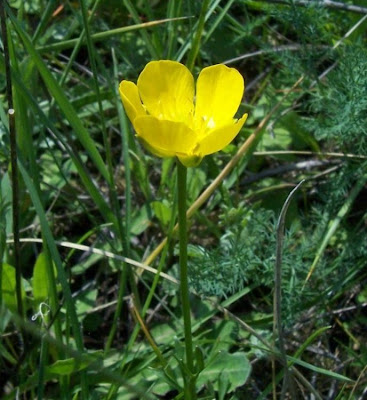 Ranunculus flabellatus,
Ranuncolo paludoso,
Water Yellow Crowfoot