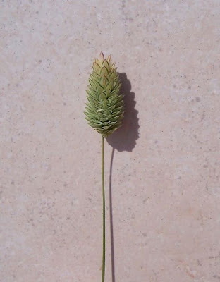 Alpista