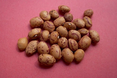 Fagiuolo comune