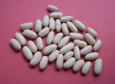 Fagiuolo comune