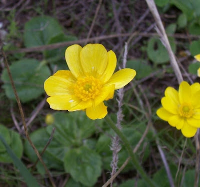 Ranunculus bullatus,
Autumn Buttercup,
Ranuncolo rosulato