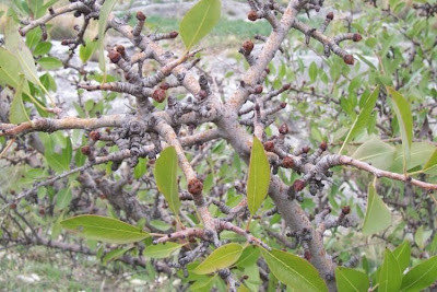 Almond-leaf Pear, Pyrus amygdaliformis Almond-leaf Pear, Pyrus amygdaliformis