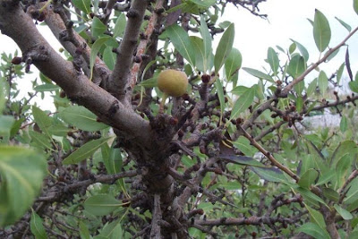 Almond-leaf Pear, Pyrus amygdaliformis Almond-leaf Pear, Pyrus amygdaliformis