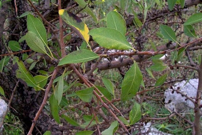Almond-leaf Pear, Pyrus amygdaliformis Almond-leaf Pear, Pyrus amygdaliformis