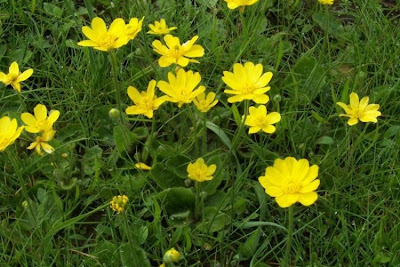 Ranunculus bullatus,
Autumn Buttercup,
Ranuncolo rosulato