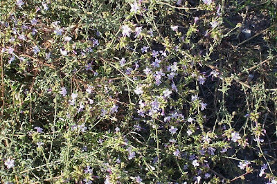 European plumbago