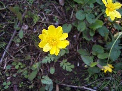Ranunculus bullatus,
Autumn Buttercup,
Ranuncolo rosulato