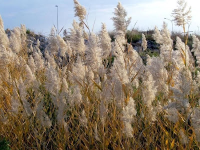 Common reed Common reed