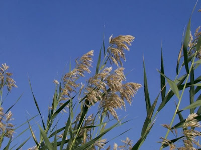 Common reed Common reed