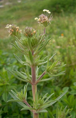 Flohkraut
