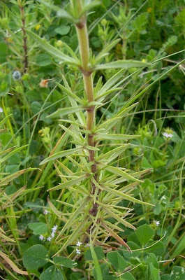 Flohkraut