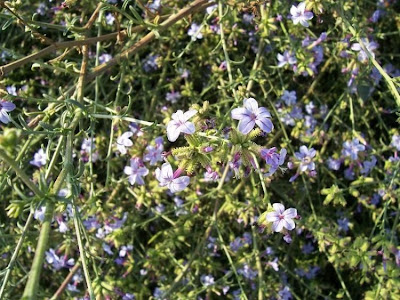 European plumbago