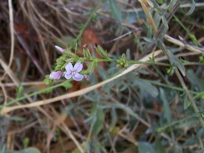 European plumbago