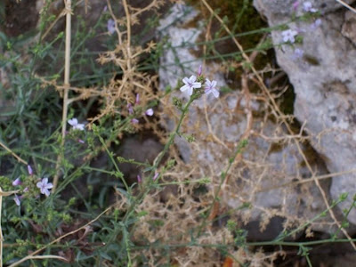 European plumbago