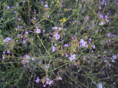 European plumbago