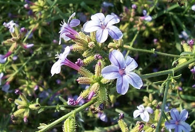 European plumbago