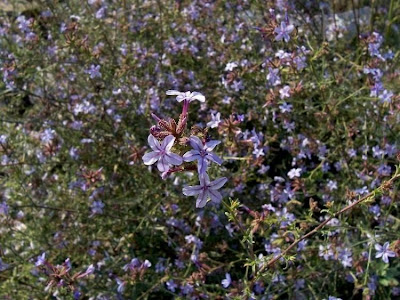 European plumbago