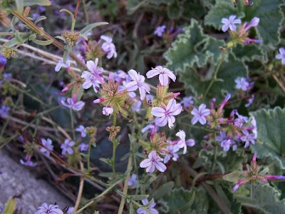 European plumbago