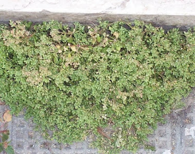 Four Leaved Allseed Four Leaved Allseed